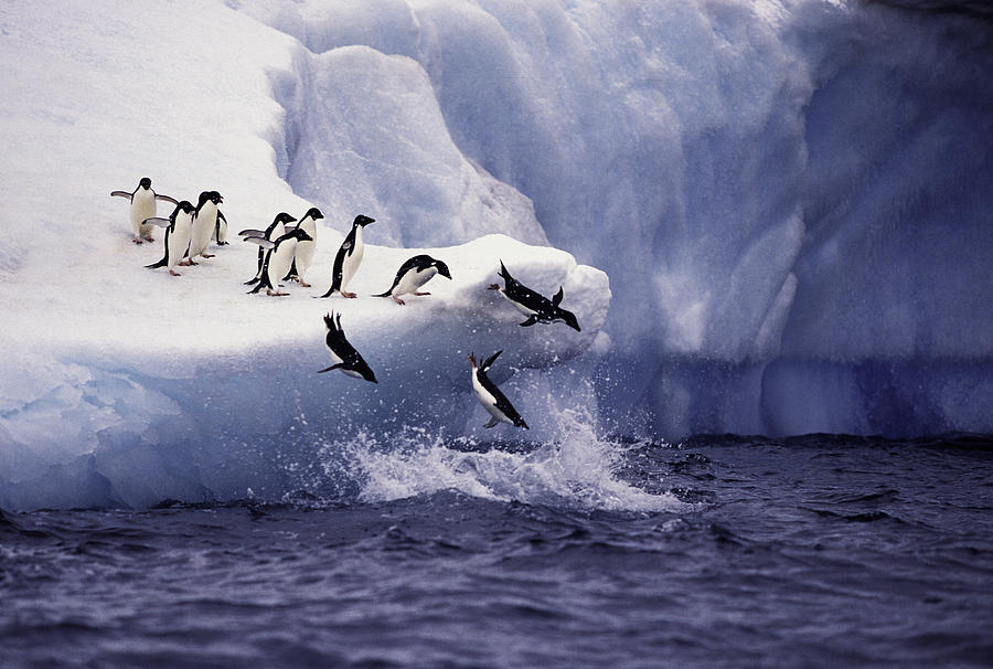 Adelie Penguins Jumping from Iceberg Photograph by KeithSzafranski