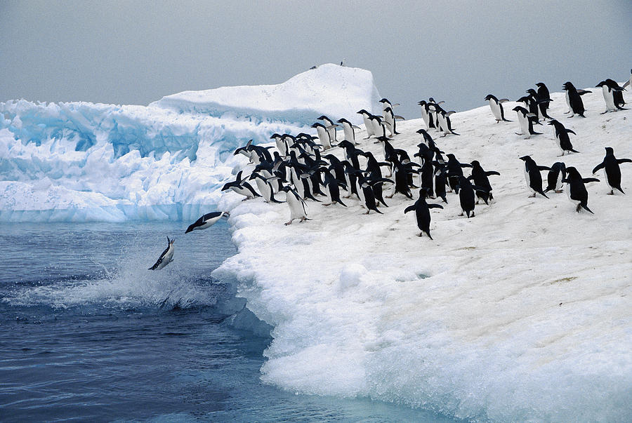 Adelie Penguins Leaping Fro Iceberg Photograph by Colin Monteath
