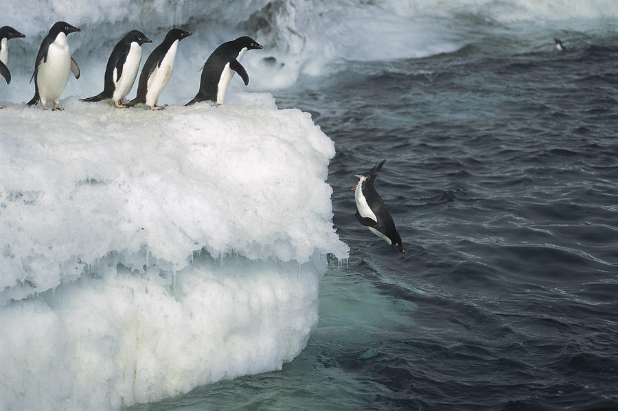Adelie Penguins Leaping Off Ice Ross Photograph by Tui De Roy