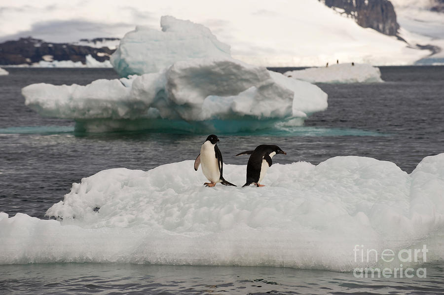 Penguin Photograph - Adelie Penguins On Ice by John Shaw