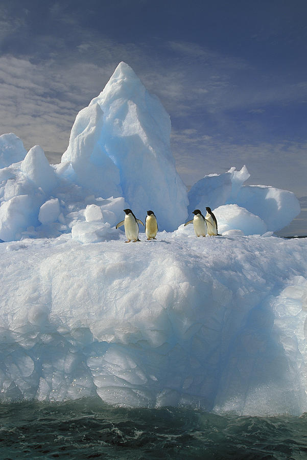 Adelie Penguins On Iceberg Antarctica Photograph by Colin Monteath