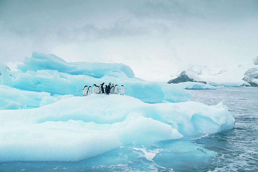 Adelie Penguins on Iceberg Photograph by Gerry Ellis