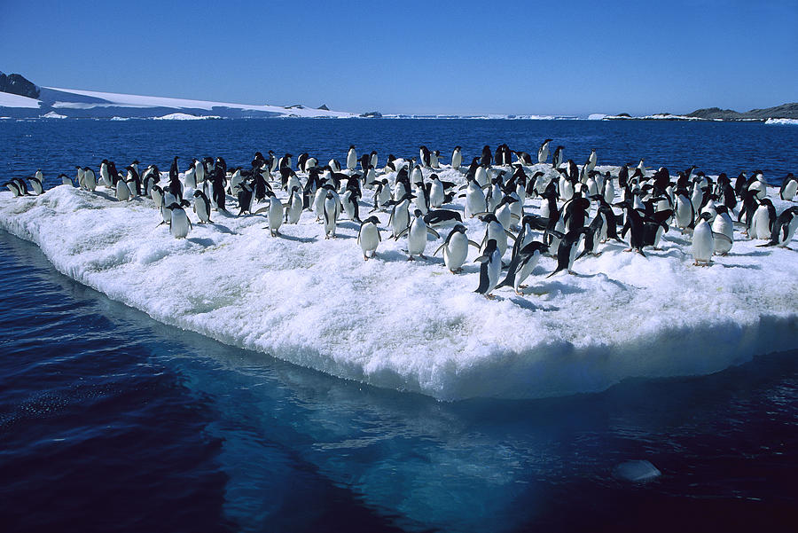 Adelie Penguins On Icefloe Antarctica Photograph by Colin Monteath