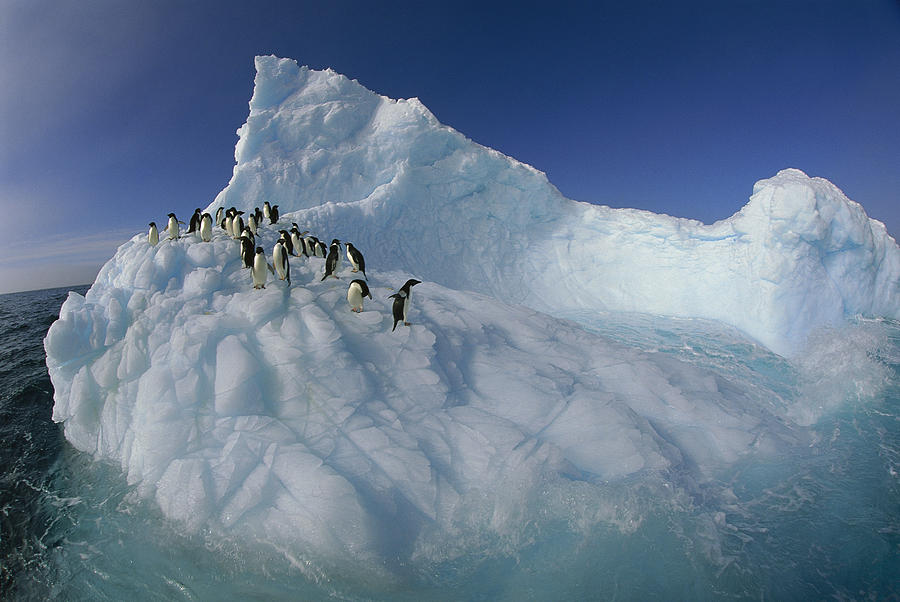 Adelie Penguins On Sculpted Iceberg Photograph by Colin Monteath