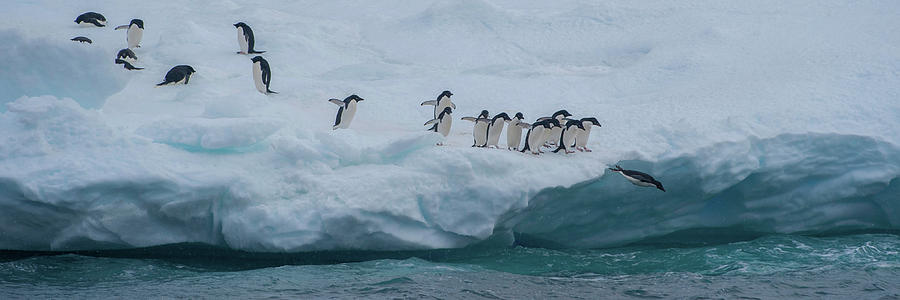 Adelie Penguins Pygoscelis Adeliae Photograph by Panoramic Images