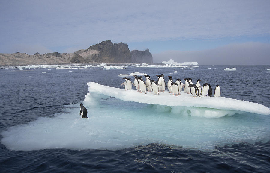 Adelie Penguins Resting On Ice Floe Photograph by Tui De Roy