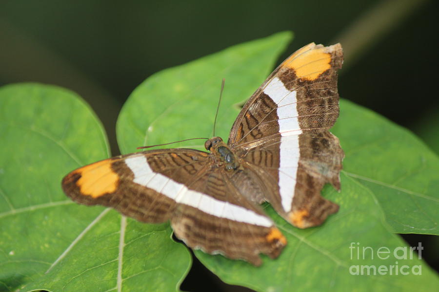Adelpha Butterfly Photograph by David Grant