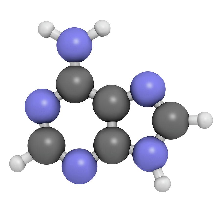 Adenine Photograph - Adenine Purine Nucleobase Molecule by Molekuul