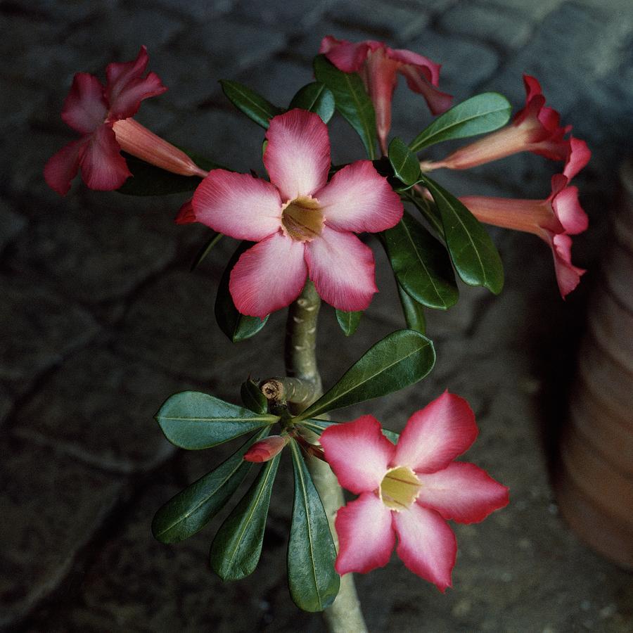 Adenium Flowers At The House Of Jean Schlumberger Photograph by Horst P. Horst