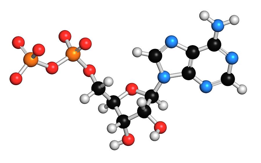 Adenosine Diphosphate Molecule Photograph by Molekuul