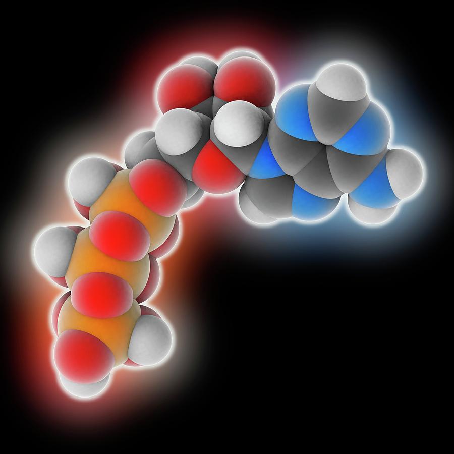 Adenosine Triphosphate Molecule Photograph by Laguna Design