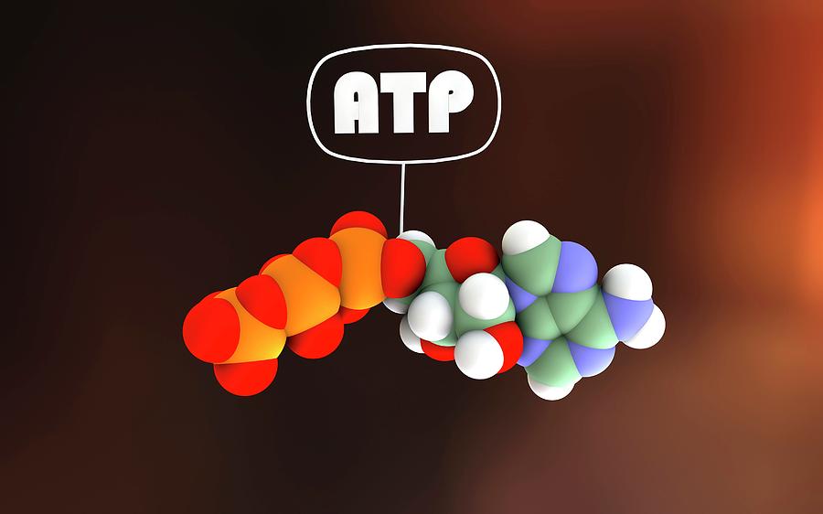 Adenosine Triphosphate Molecule Photograph by Sci-comm Studios/science Photo Library