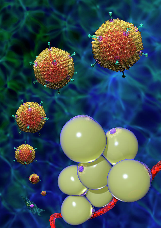 Adenovirus Ad-36 And Fat Cells Photograph by Russell Kightley/science Photo Library