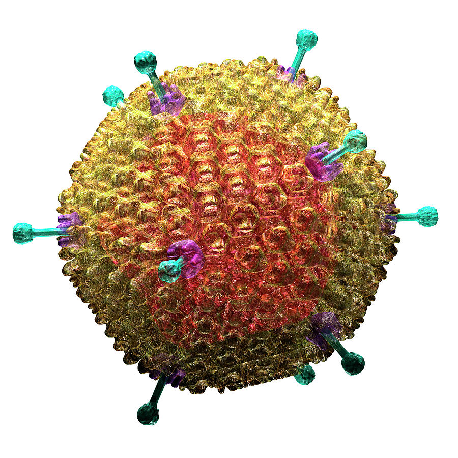 Adenovirus Ad-36 Photograph by Russell Kightley/science Photo Library