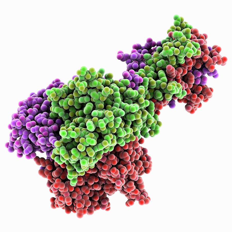 Adenovirus Fibre Shaft Protein Photograph by Laguna Design