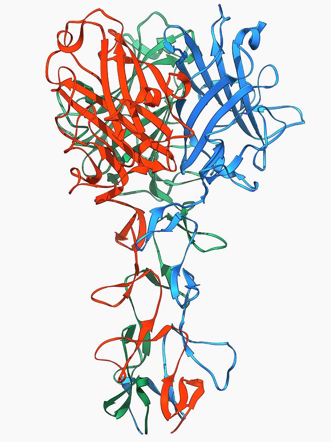 Adenovirus Fibre Shaft Protein Photograph by Laguna Design/science Photo Library