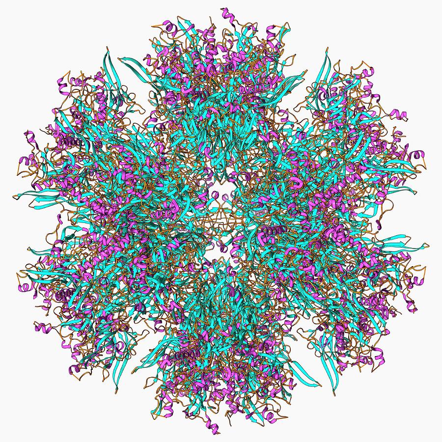 Adenovirus Penton Base Protein Photograph by Laguna Design/science Photo Library