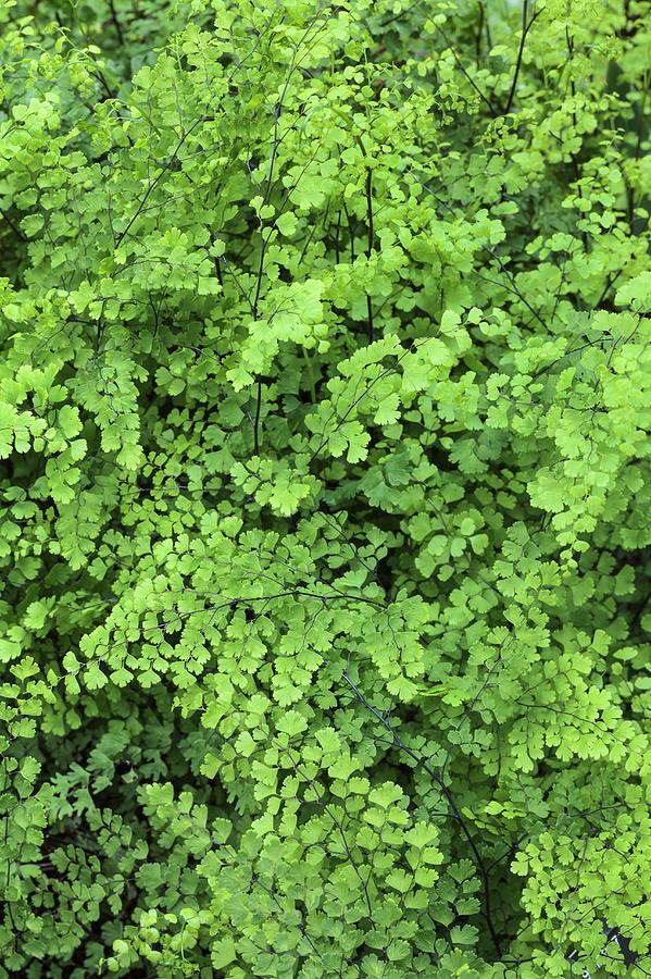 Adiantum Raddianum Photograph by Geoff Kidd - Fine Art America