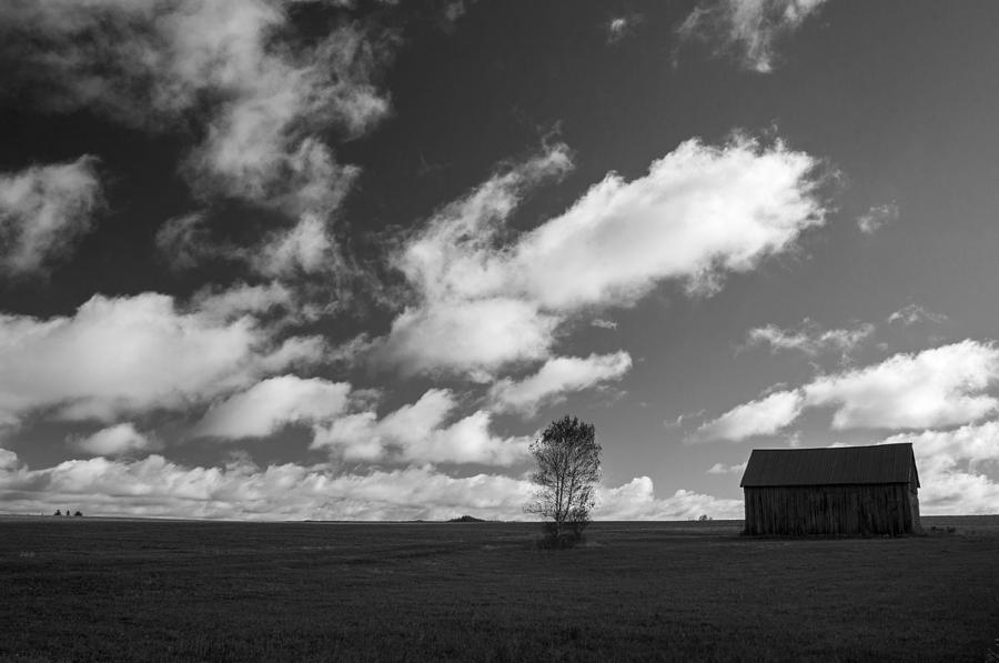Adirondack Barn and Tree Black and White Photograph by Nancy De Flon