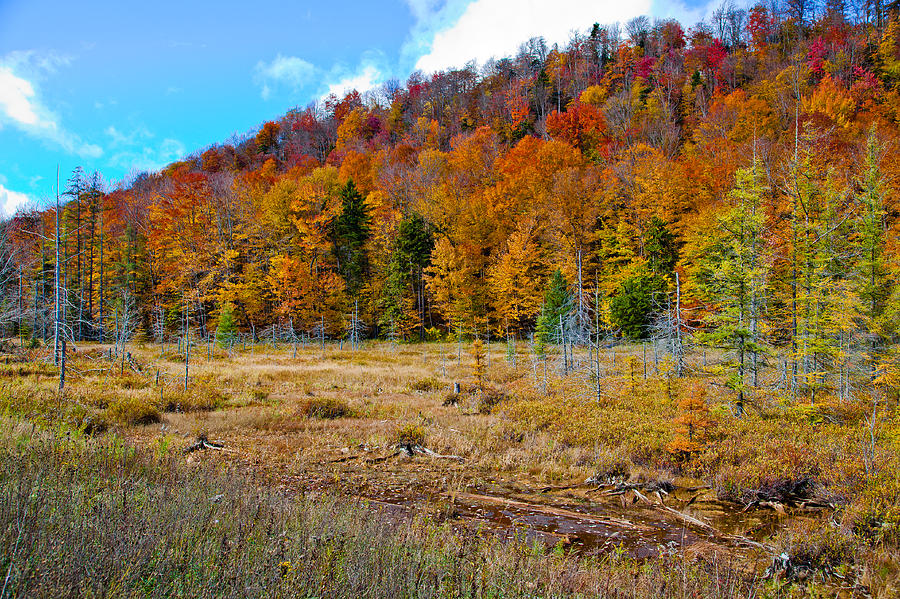 Adirondack Color Photograph by David Patterson - Fine Art America