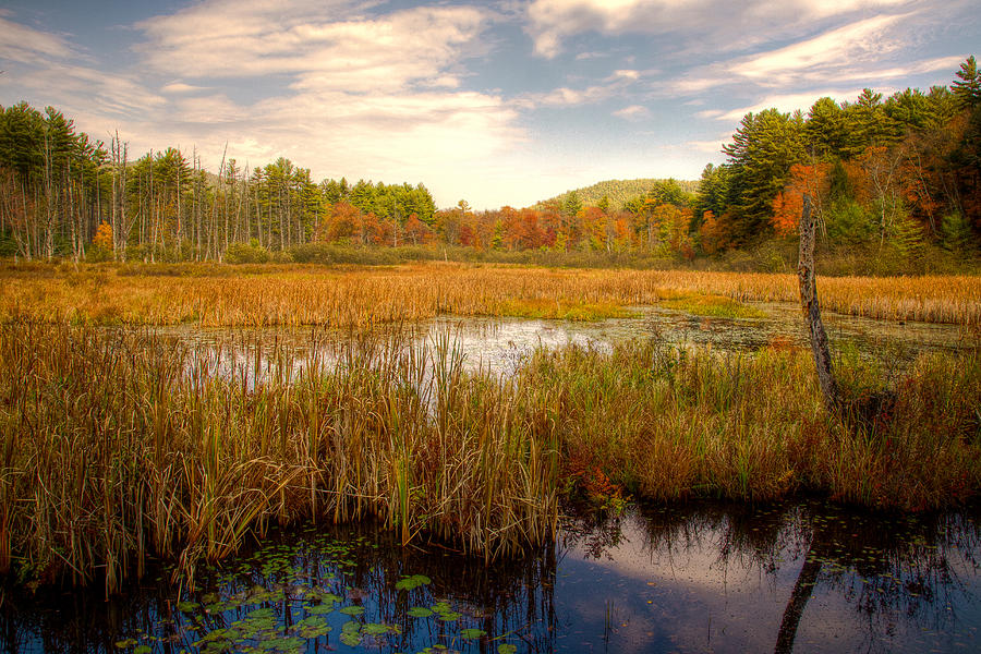 Adirondack Pond Photograph by David Patterson