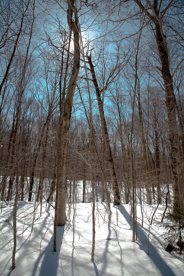 Adirondack Shadows Photograph by David Patterson