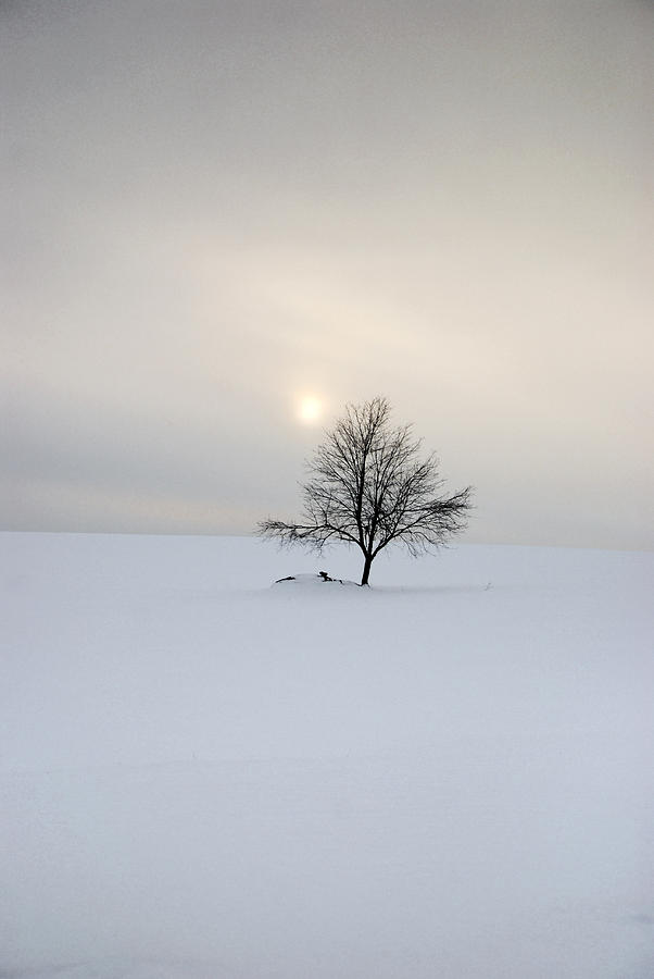 Lone Tree Photograph - Adirondack Winter Sunset by Steve Auger