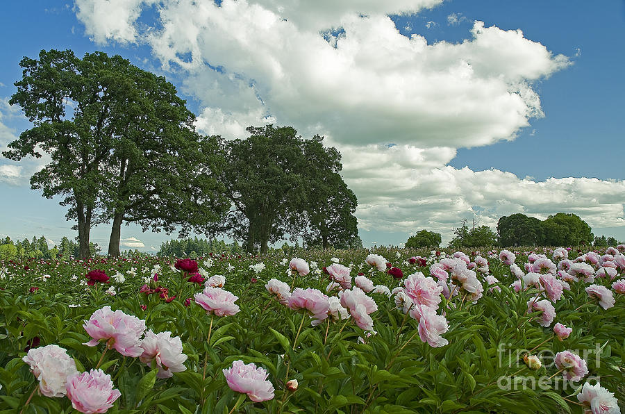 Flower Photograph - Adlemans Peony Fields by Nick Boren