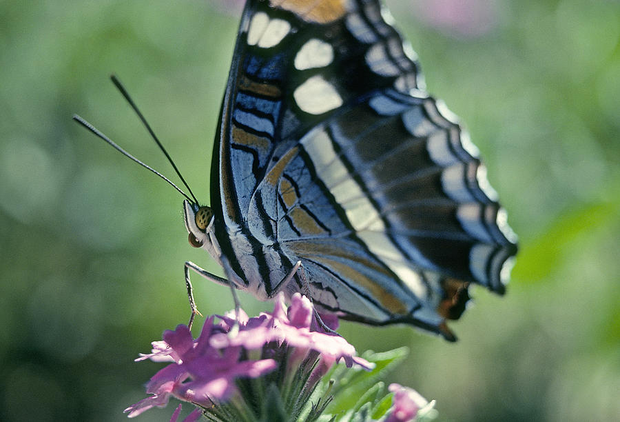 Admiral Butterfly Photograph by Buddy Mays