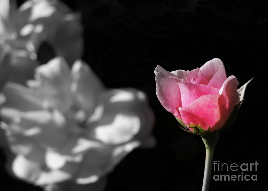 Rose Photograph - Admiration by Renee Trenholm