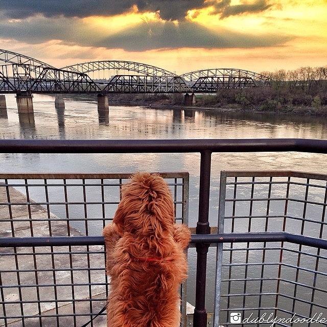 Happy Pet Photograph - Admiring The View At The River At by Dublyn Slobodnik