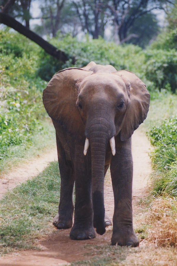 Adolescent Elephant Photograph by Belinda Greb
