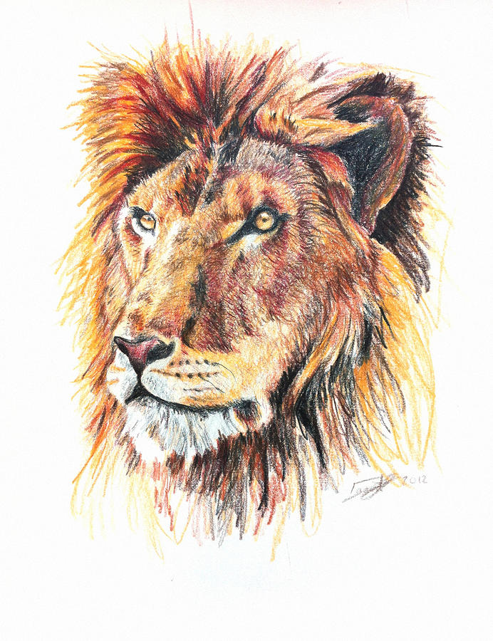 Crayon Drawing - Adolescent Lion by Bombelkie -  Marcin and Dawid Witukiewicz