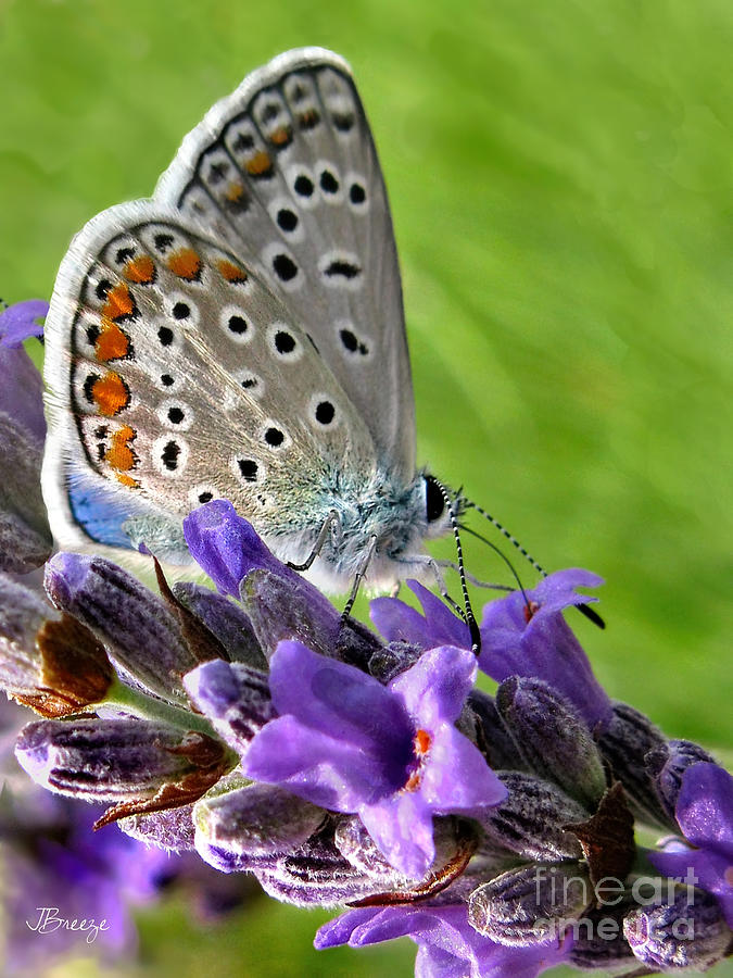 Adonis Blue Butterfly of Monteriggioni Photograph by Jennie Breeze