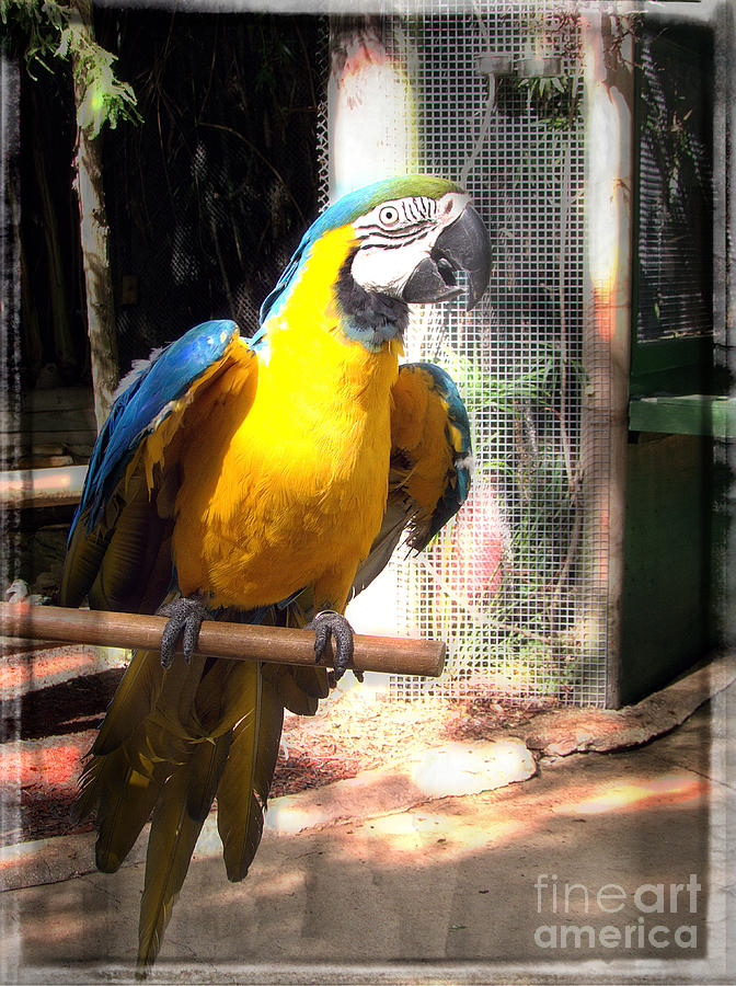 Macaw Photograph - Adopted Macaw - Rescued Parrot by Ella Kaye Dickey