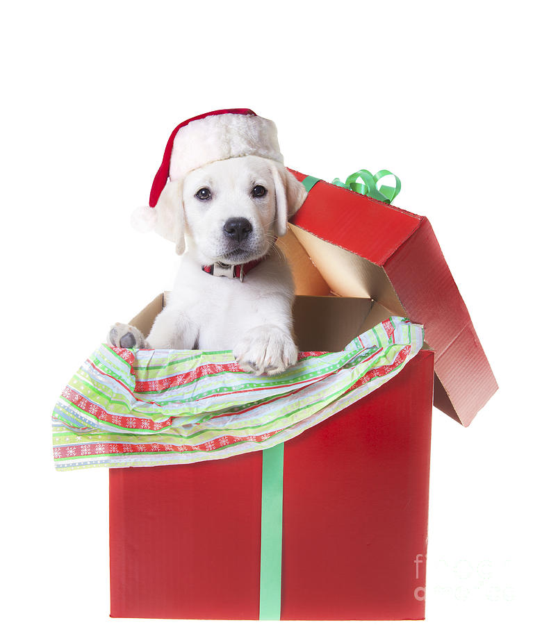 Christmas Photograph - Adorable Christmas Puppy  by Diane Diederich