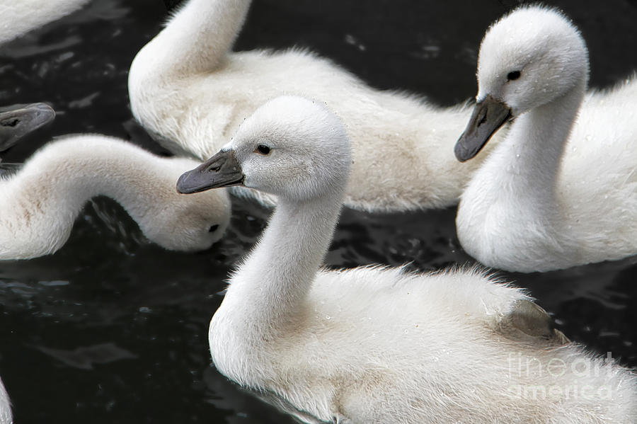 Adorable Cygnets Photograph by Mariola Bitner