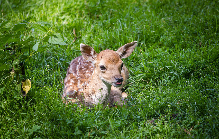 Animal Photograph - Adorable Fawn by Pati Photography
