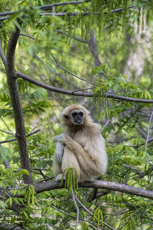 Adorable Gibbon Monkey - Hylobates lar Photograph by Kathy Clark