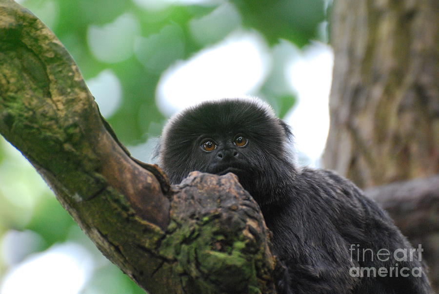 Adorable Goeldi Monkey Photograph by DejaVu Designs