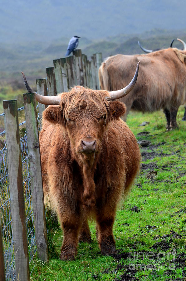 Adorable Highland Cow #1 Photograph by DejaVu Designs