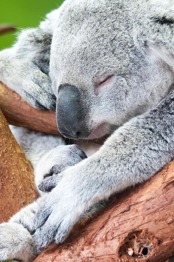 Adorable Koala Bear Taking A Nap Sleeping Photograph by Alex Grichenko