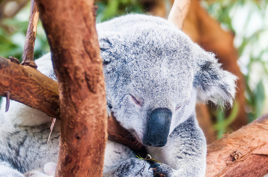 Adorable Koala Bear Taking A Nap Sleeping On A Tree Photograph by Alex Grichenko