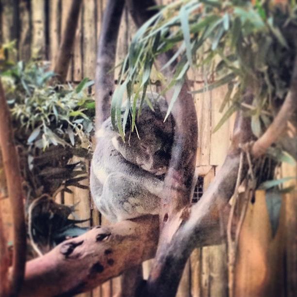 Koala Photograph - #adorable #koala #monstermarsupial by Danielle McComb