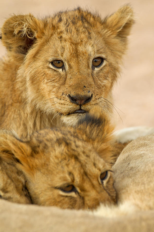 Wildlife Photograph - Adorable lion cubs by Lyle Gregg