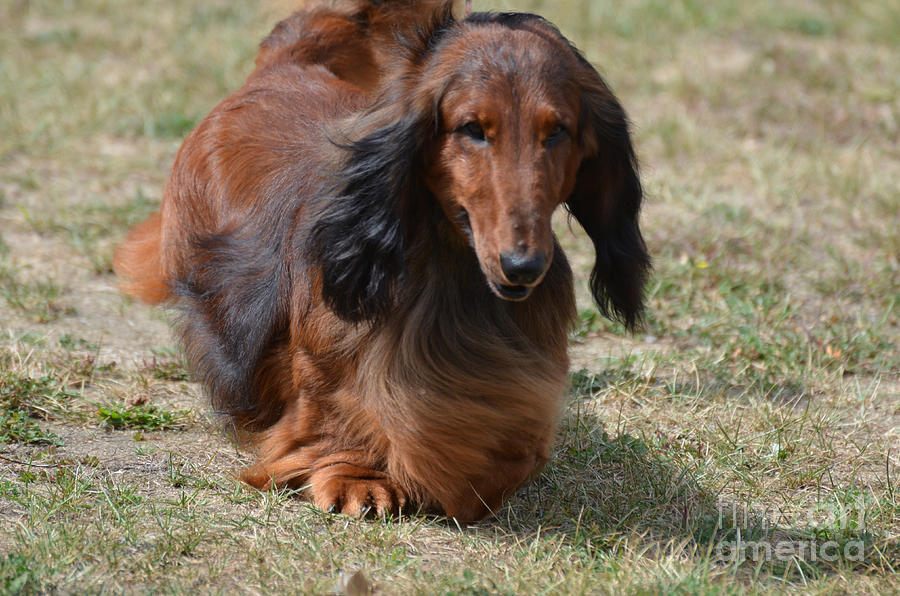Adorable Long Haired Daschund Dog Photograph by DejaVu Designs