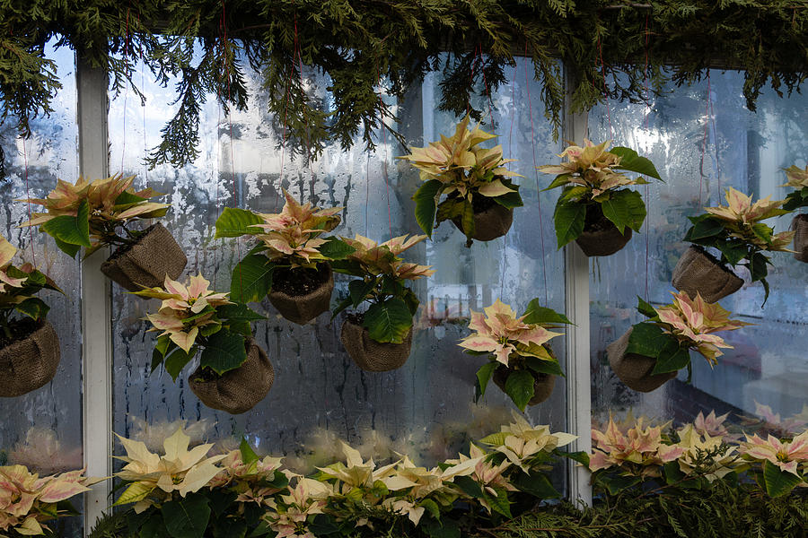 Adorable Miniature Poinsettias Window Display Photograph by Georgia Mizuleva
