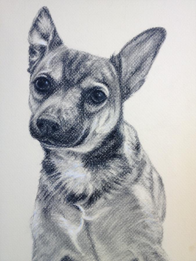 Adorable Mutt Drawing by Sun Sohovich - Fine Art America