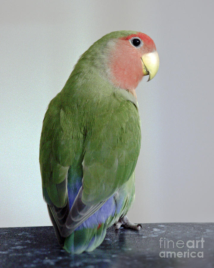 Lovebird Photograph - Adorable Pickle by Terri Waters