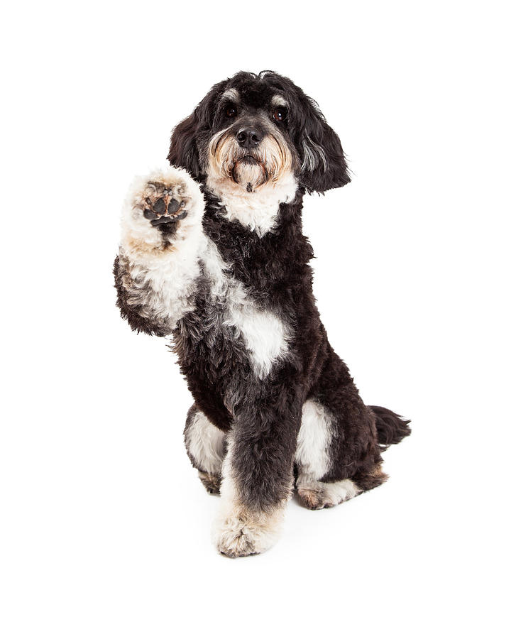 Animal Photograph - Adorable Poodle Mix Breed Dog Extending Paw by Good Focused